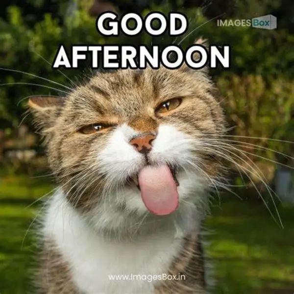 Funny Good Afternoon Messages
